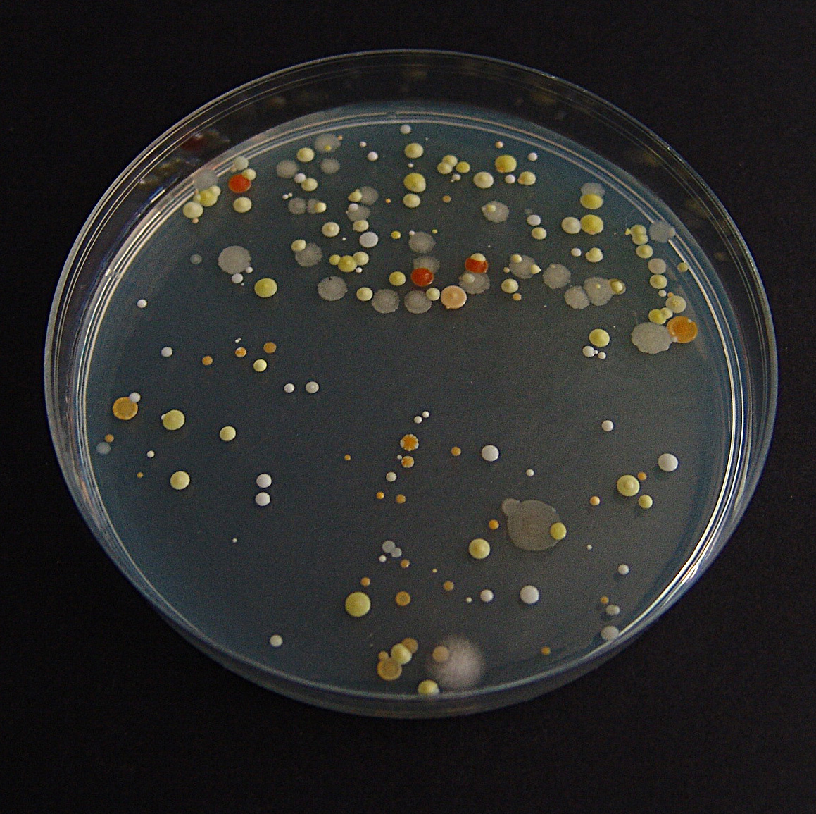 Bakterijske kolonije na hranjivom agaru