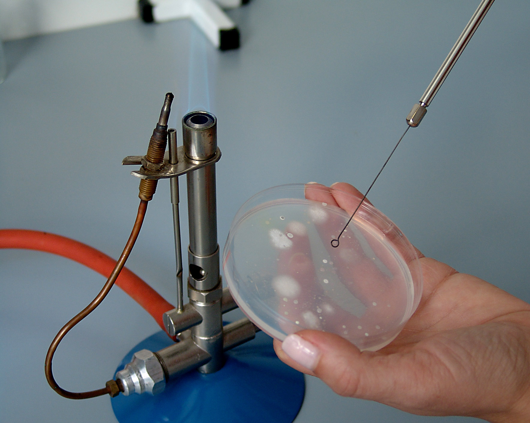 Slika 12 – Pojedinačna kolonija na agaru