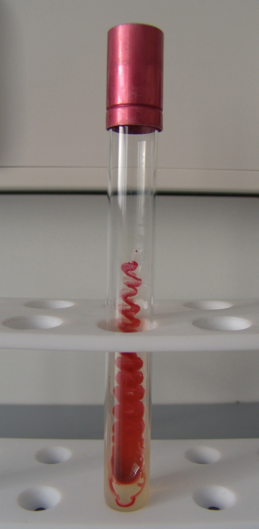 Slika 13 – Čista kultura u epruveti s kosim agarom