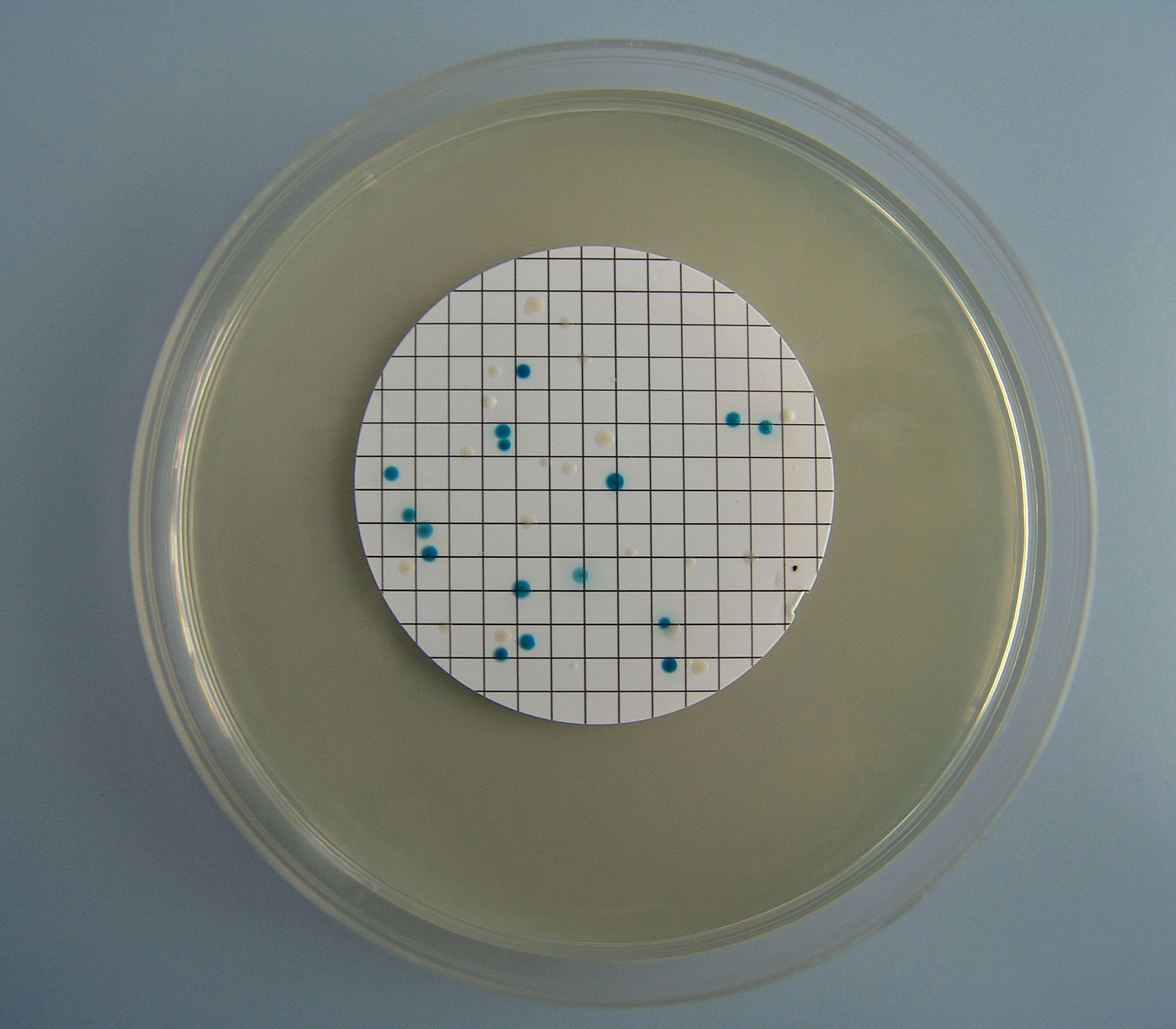 Porasle plave kolonije Escherichia coli na membranskom filtru