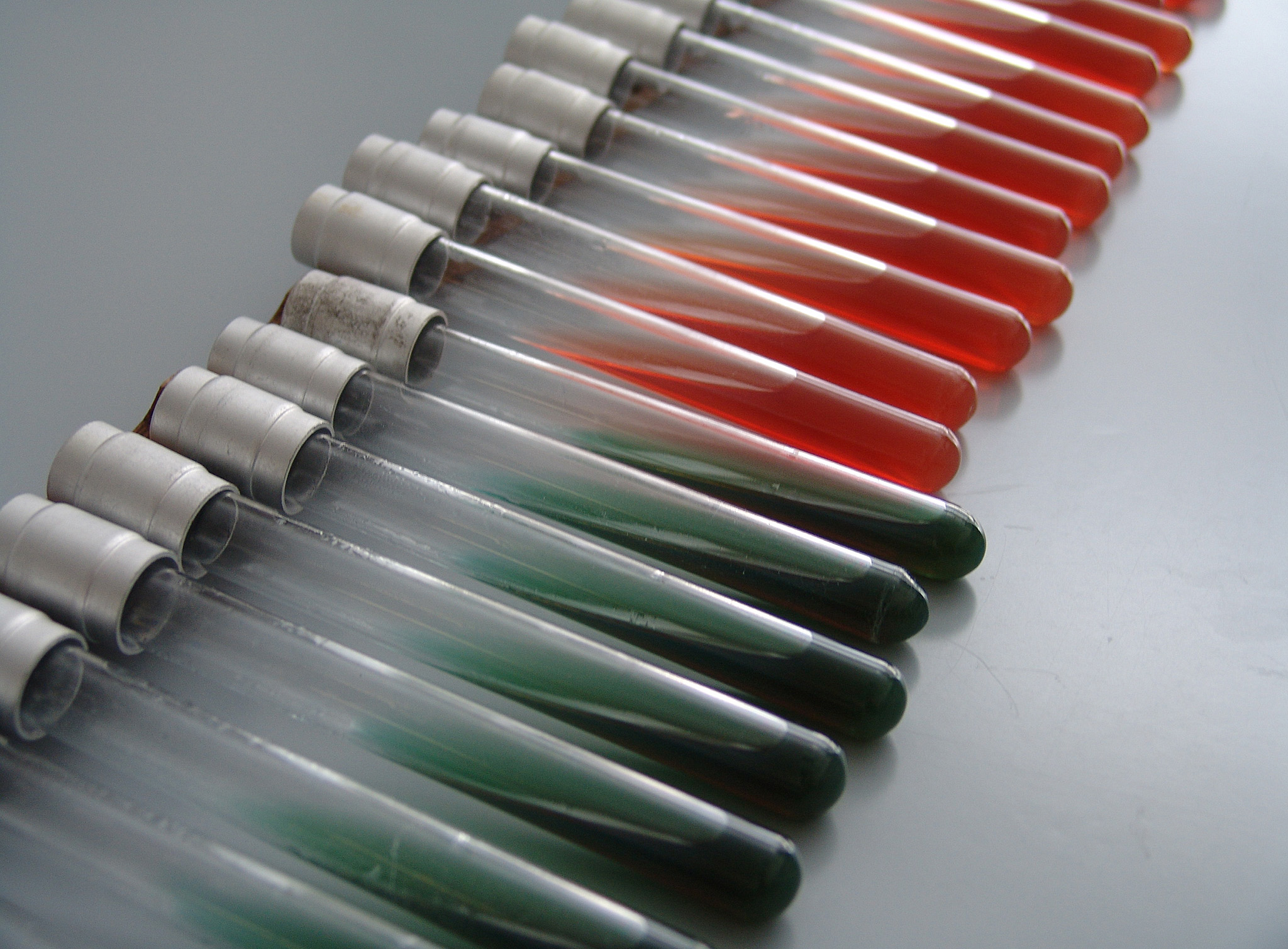 Priprema kosih agara - Sterilizacija