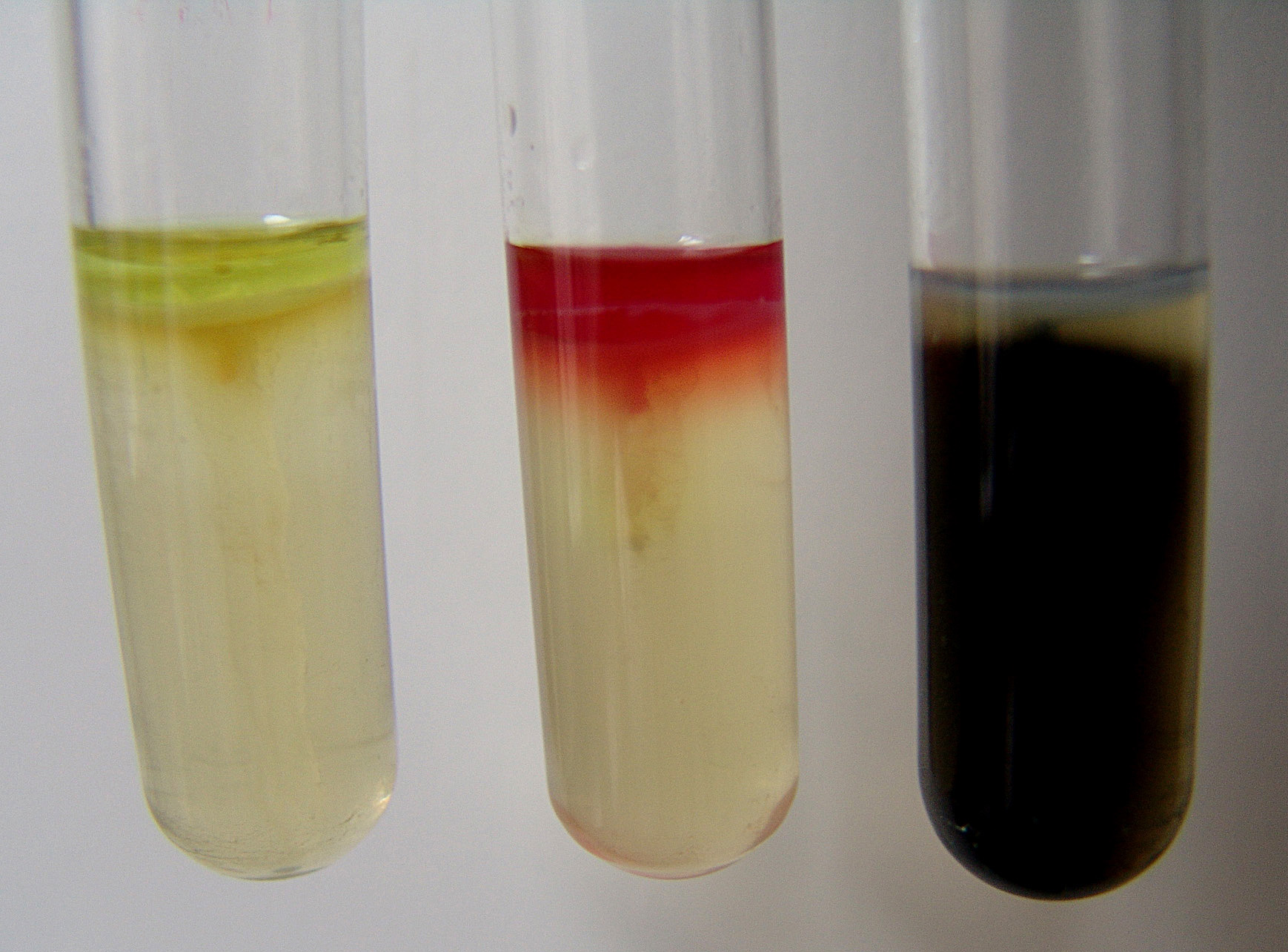 Pozitivna reakcija na proizvodnju sumporovodika i indola