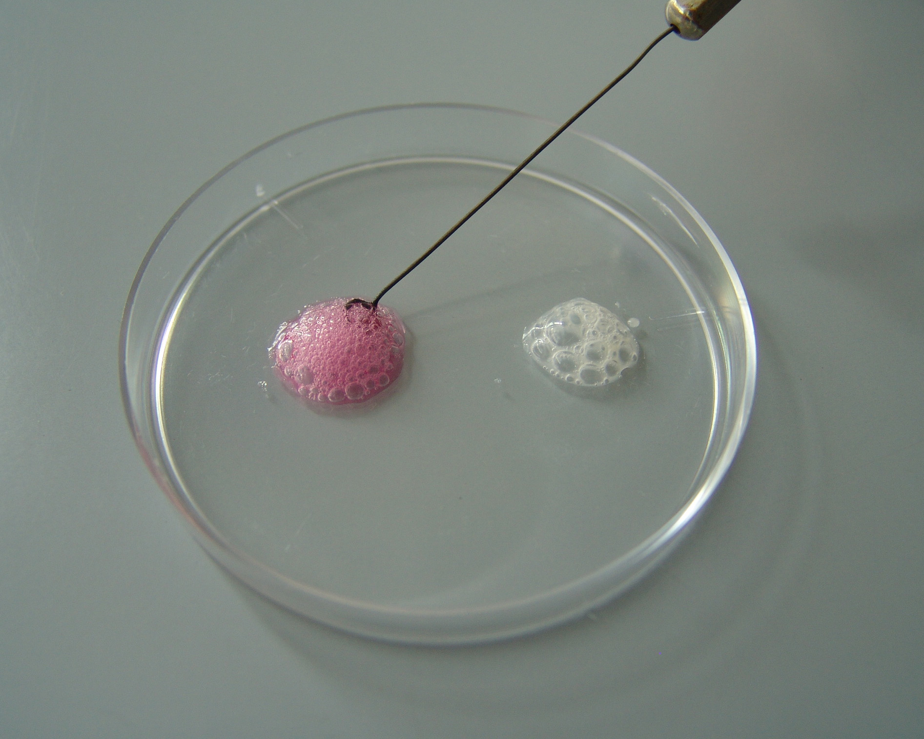 Pozitivan katalaza test