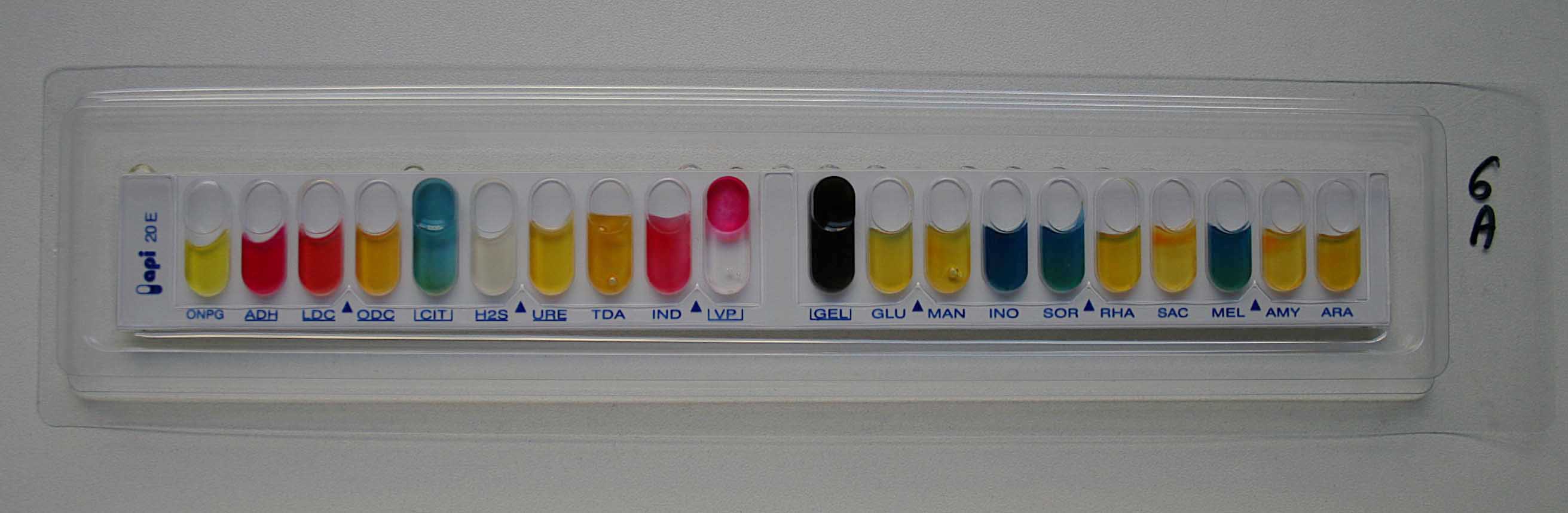 Izgled testa API® 20 E nakon inkubacije