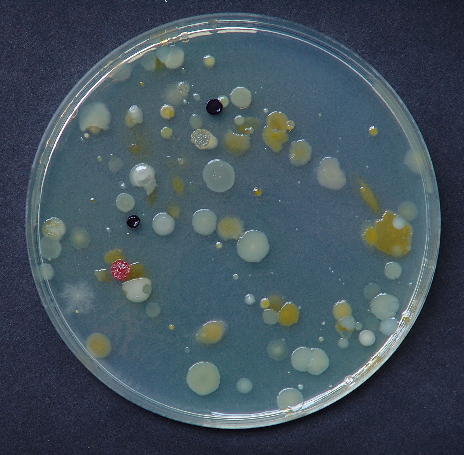 Kolonije saprofitskih bakterija nacijepljene metodom širenja razmaza
