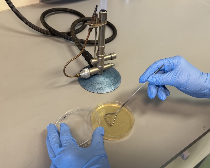 Razmazivanje uzorka drygalskim štapićem na hranjivoj podlozi