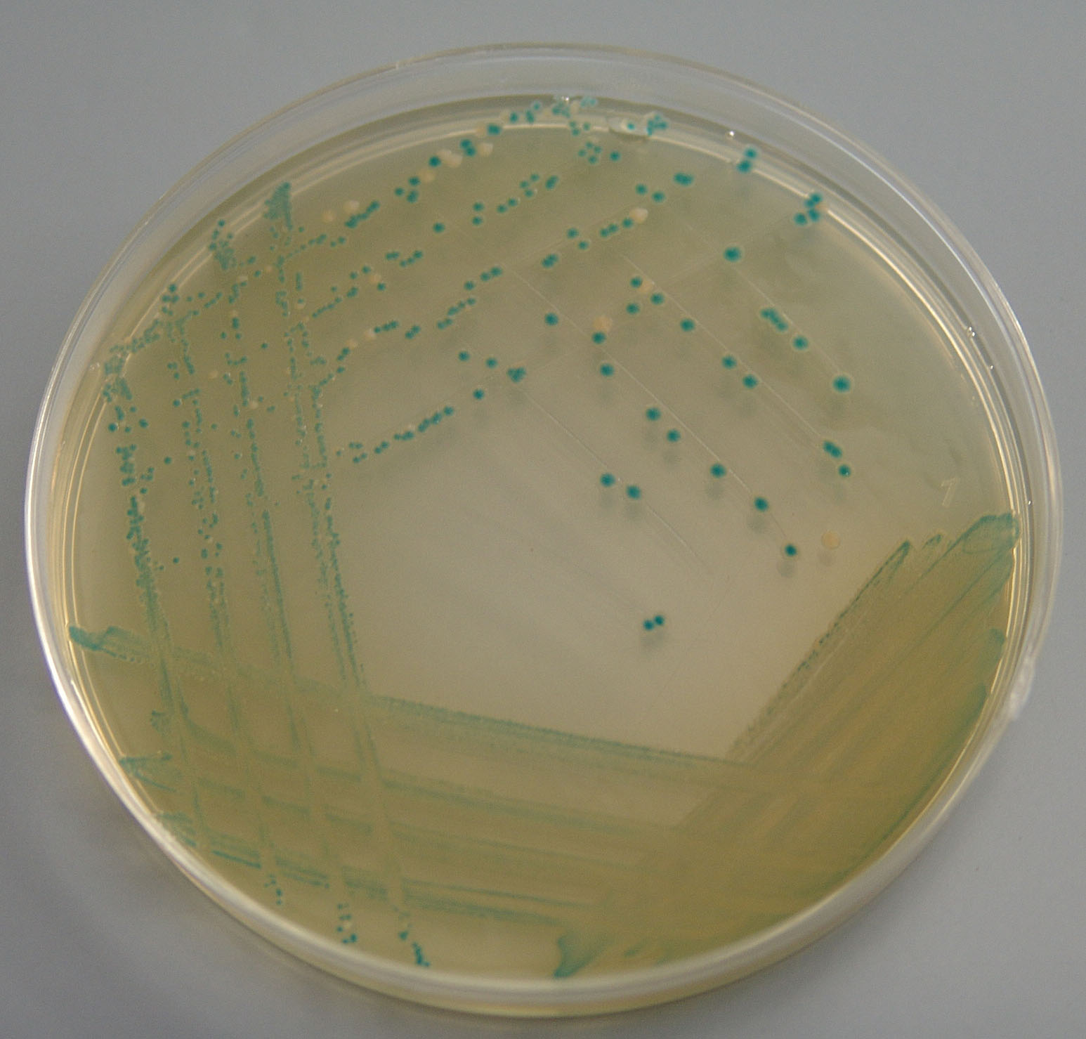 Plavo obojene kolonije E. coli i žućkasto obojene kolonije drugih koliformnih bakterija na EC X-GLUC agaru