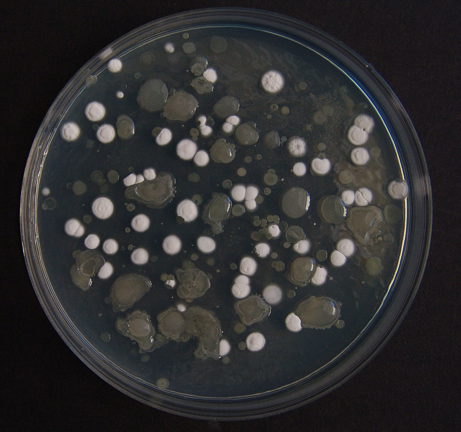 Termofilne bakterije u mješovitoj kulturi izolirane iz stajskoga gnoja