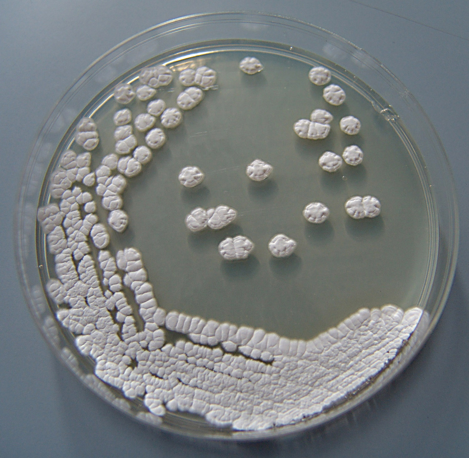 Termofilne bakterije u čistoj kulturi