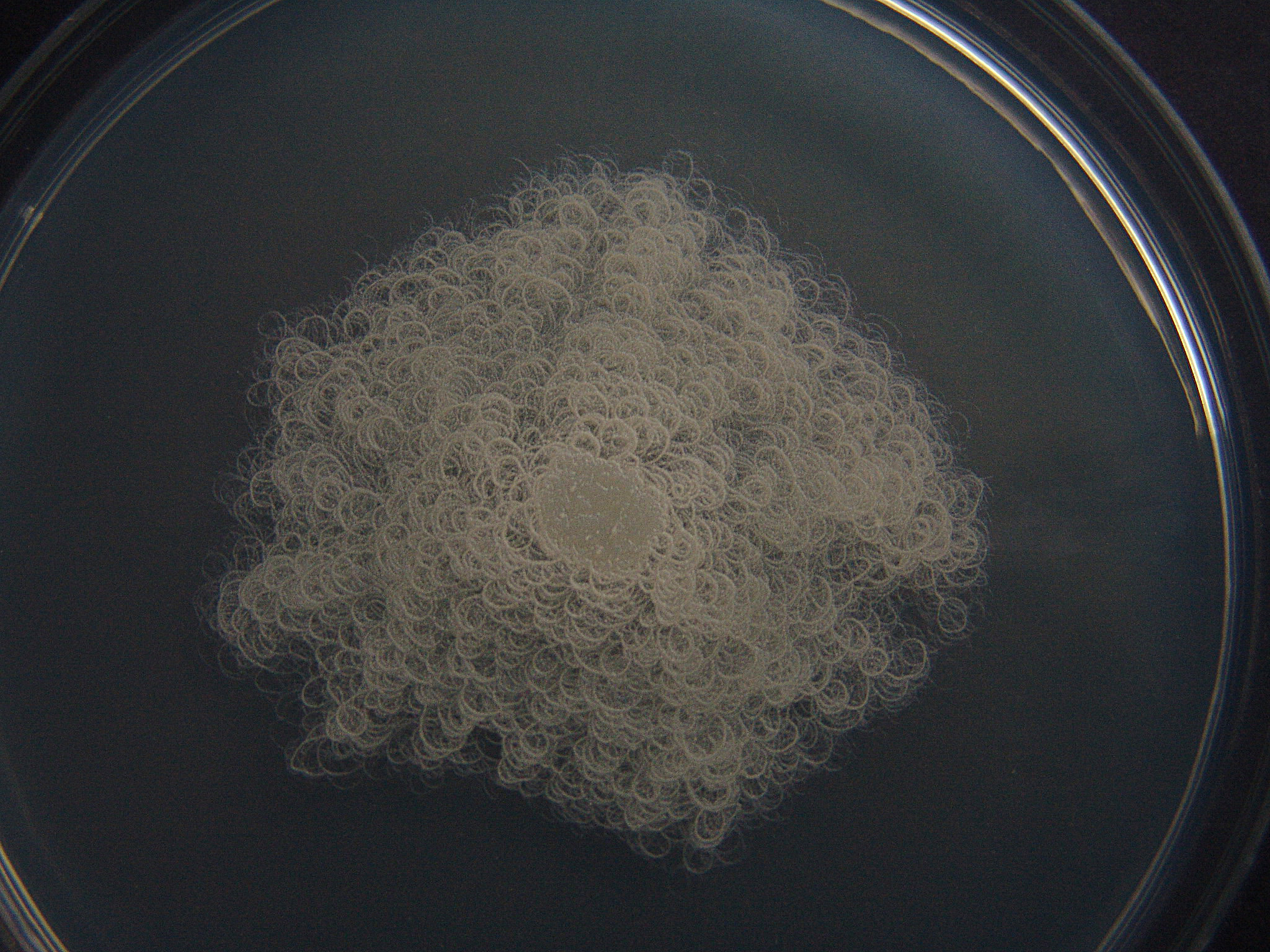 Kolonija aerobne sporogene bakterije roda Bacillus