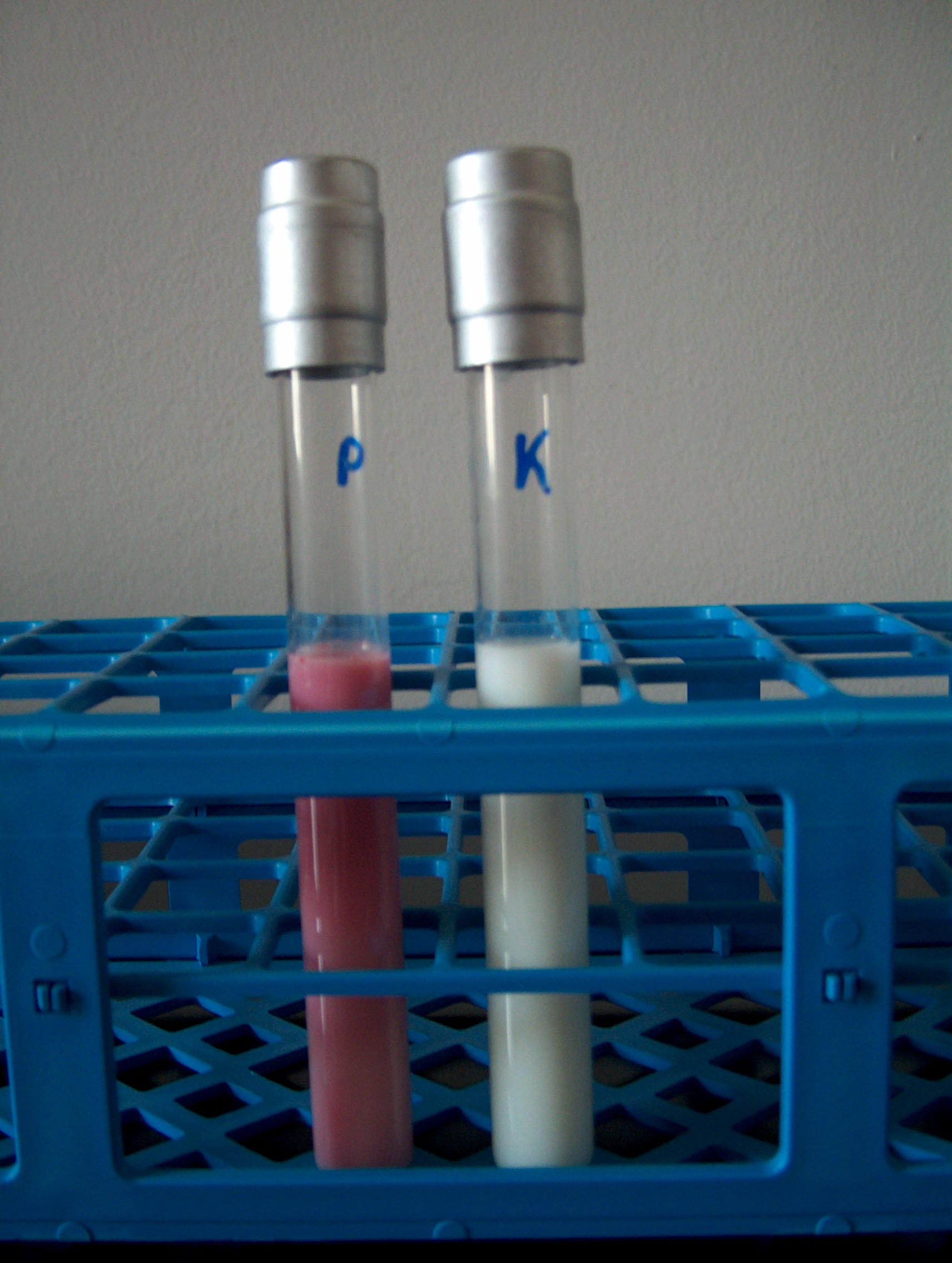 Razvijena crvena boja u epruveti s kontaminiranim mlijekom (lijevo) i bezbojni 2,3,5-trifeniltetrazolium klorid u epruveti s mlijekom dobre kvalitete (desno)