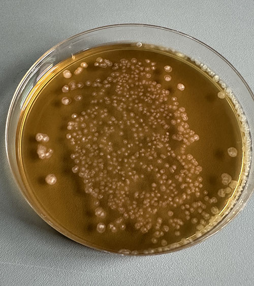 Kolonije bakterija mliječne fermentacije izolirane iz jogurta na hranjivom agaru