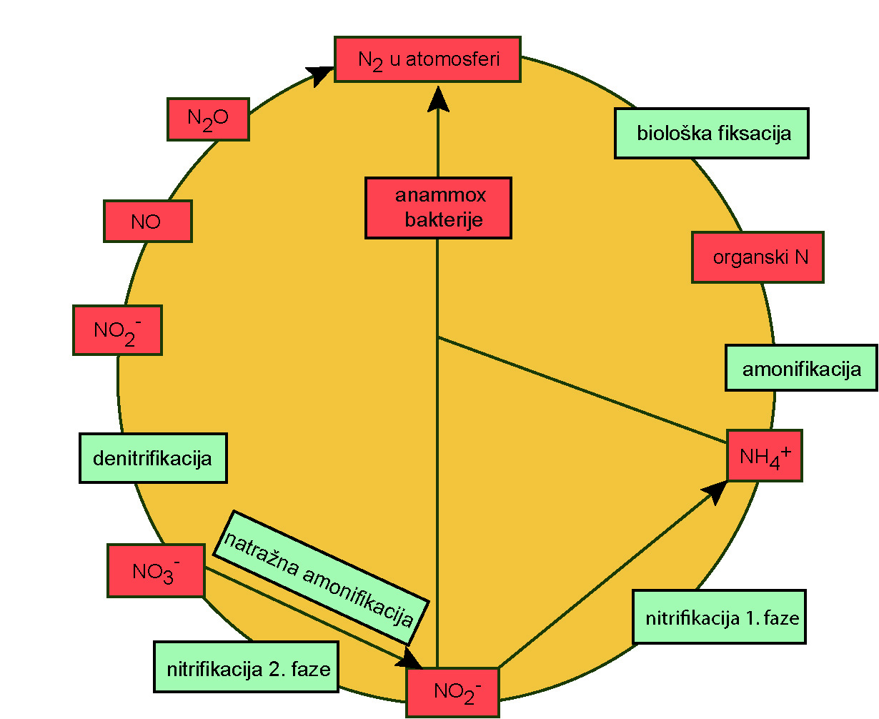 Ciklus kruženja dušika u prirodi