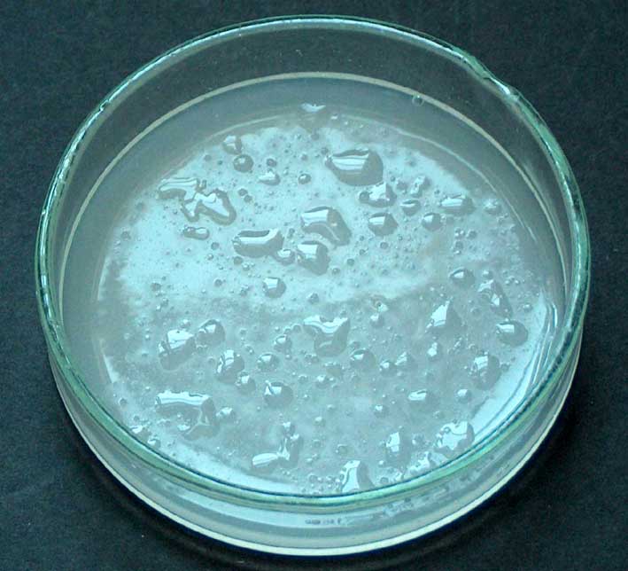 Čista kultura Azotobacter chroococcum porasla na Ashby agaru