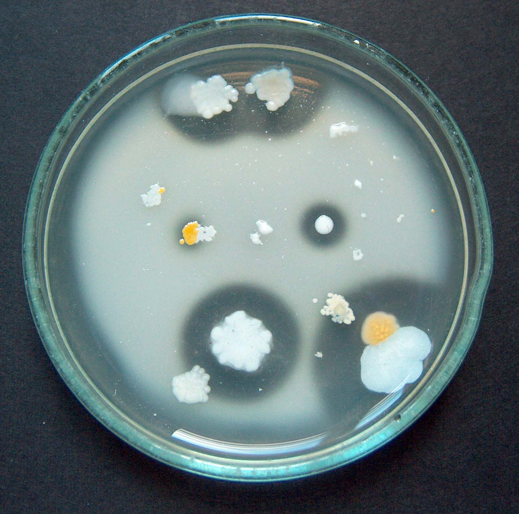 Prozirne zone oko kolonija želatinolitičkih bakterija nakon dodatka otopine HgCl2