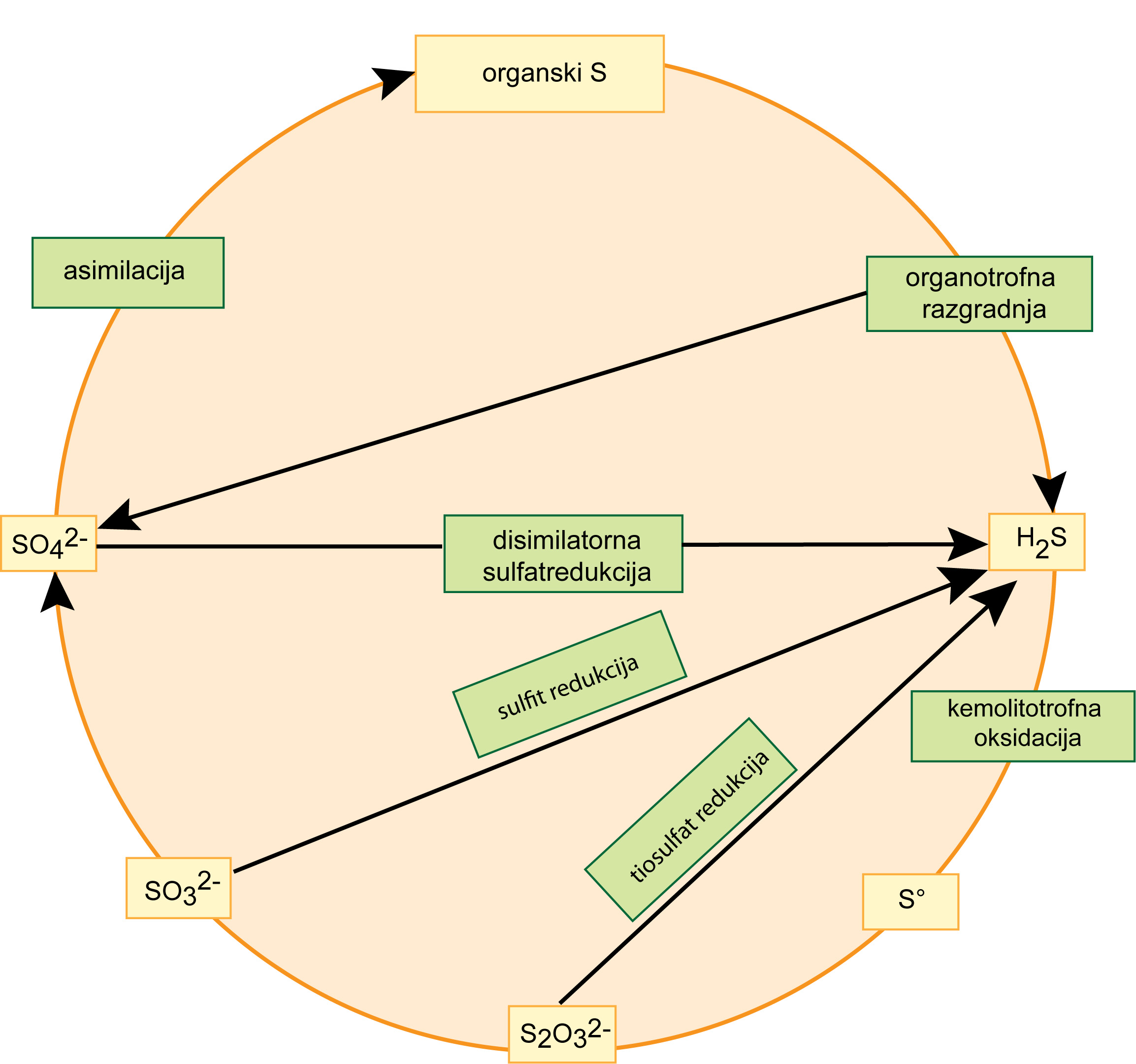 Ciklus kruženja sumpora u prirodi