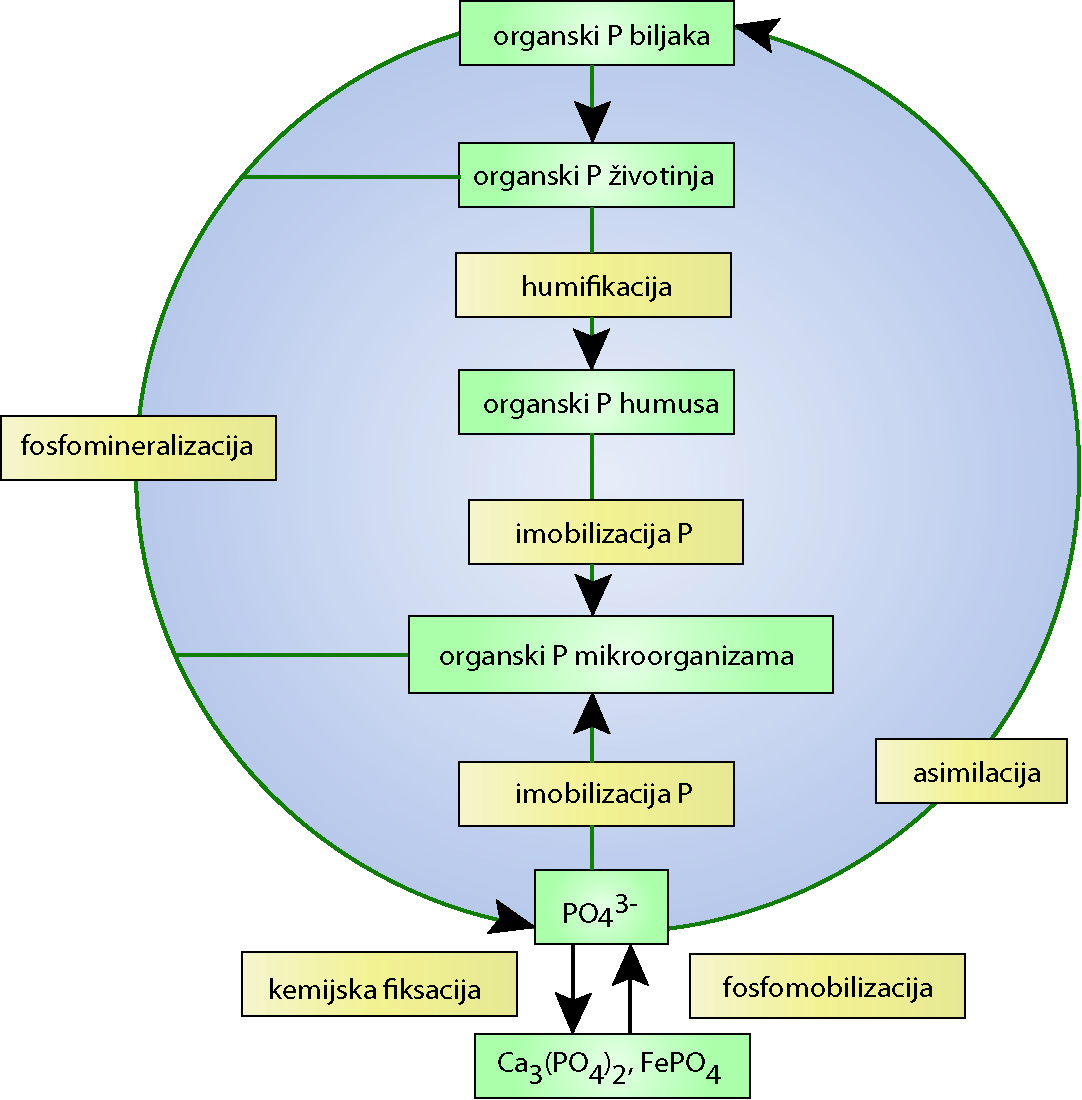 Ciklus kruženja fosfora u prirodi
