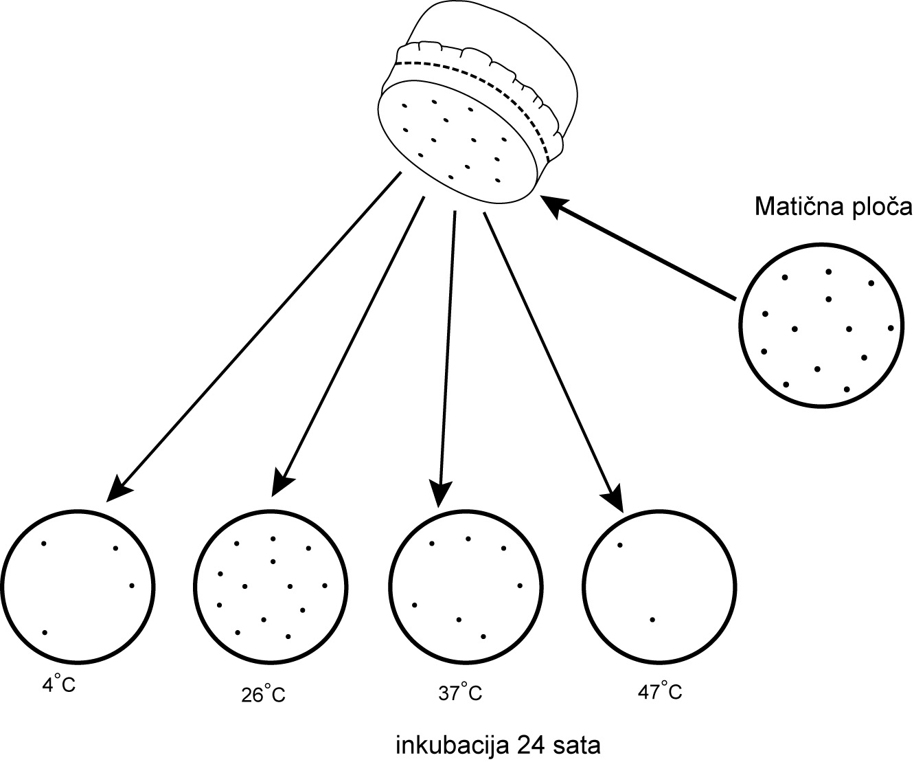 Shematski prikaz izrade metode otiska – porasle kolonije označene su crnim točkama