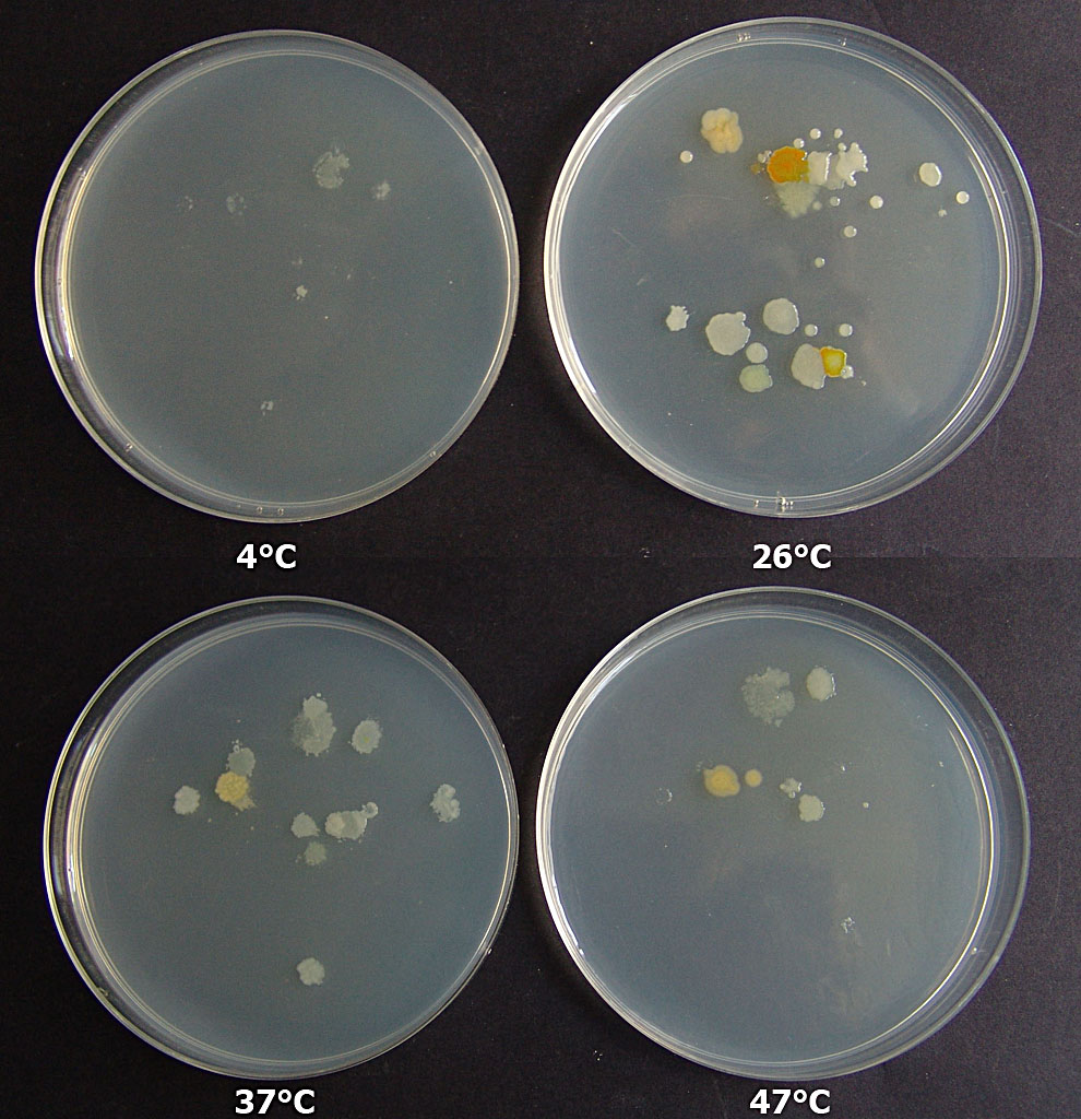 Bakterijske kolonije razvijene na različitim temperaturama inkubacije