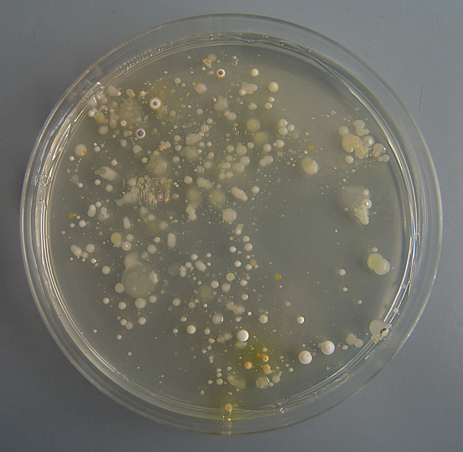 Kolonije streptomiceta porasle na Czapekovu agaru