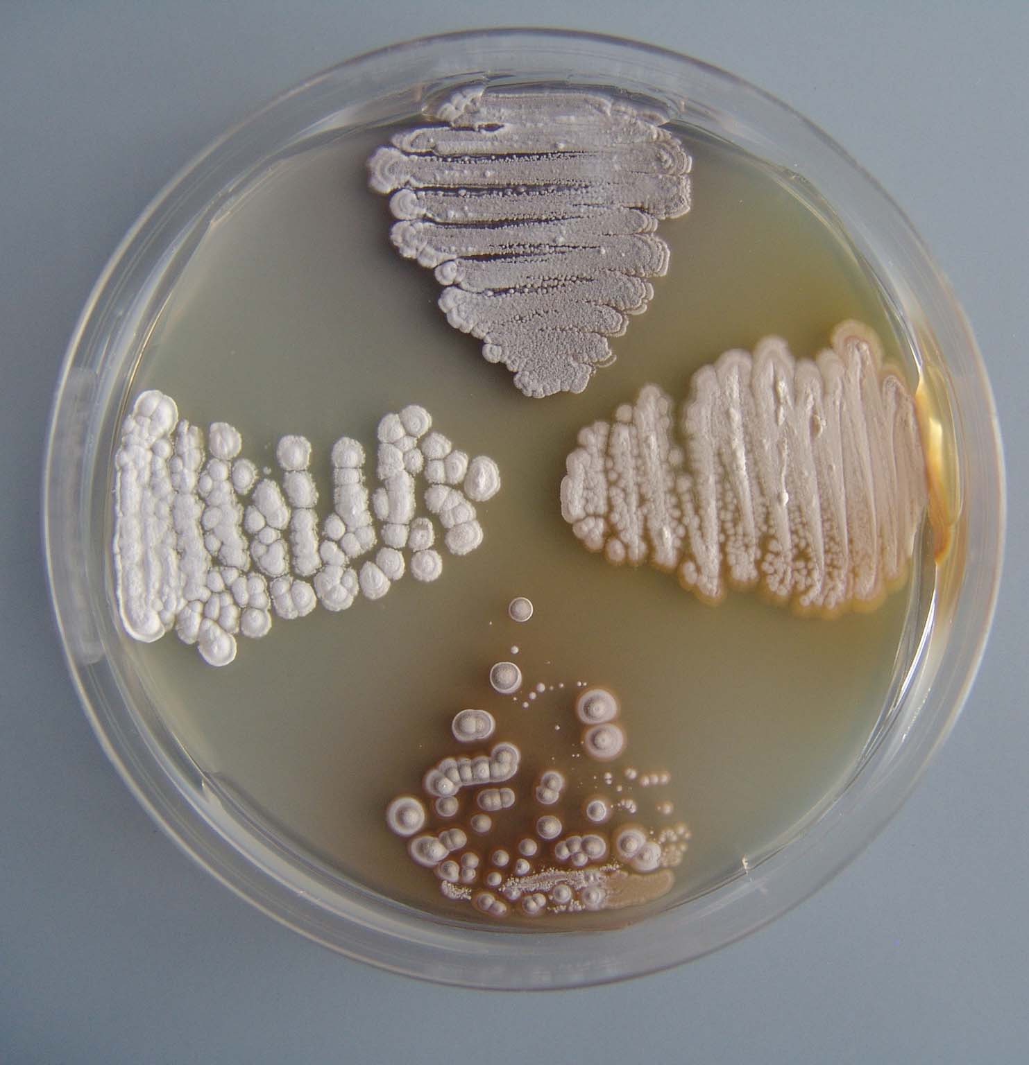 Čiste kulture streptomiceta izolirane na Czapekovu agaru