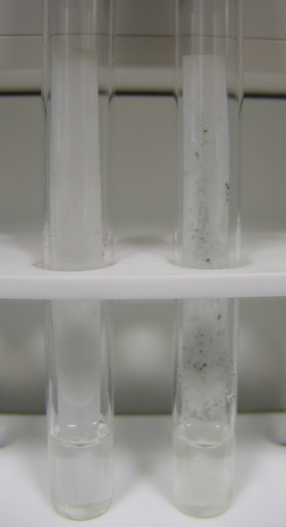 Streptomiceti porasli na filtar-papiru iznad Hutschinsonova bujona (desno), negativna reakcija lijevo